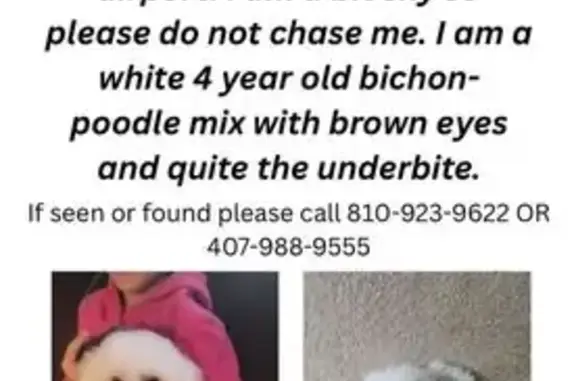 Lost and found pets DeLand, photo: Lost Bichon-Poodle Mix: Leo in DeLand