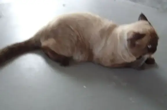 Lost Siamese Mix: Papa RascalBrown Missing