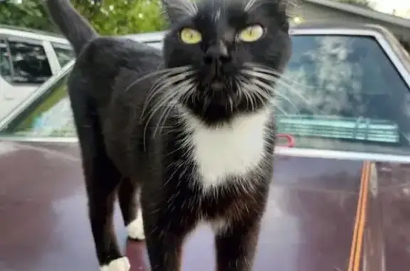 Lost Tuxedo Cat: Ralphie in Tucson