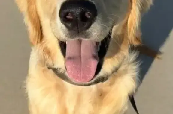 Lost Dog Henry Near Mt. Carmel Church