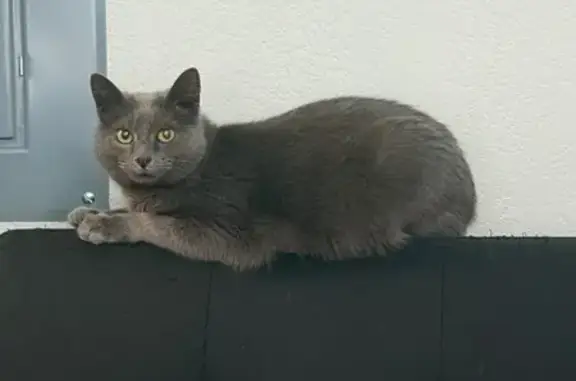 Lost Grey Cat with Yellow Eyes in Little Rock