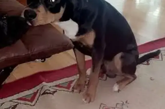 Lost Dog: Black/Brown, Beachcliff Rd