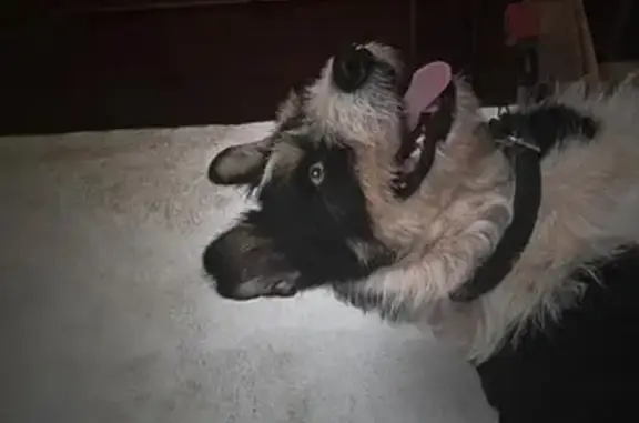Perros perdidos, , foto: Perra Perdida: Blanca y Negra en Villarreal