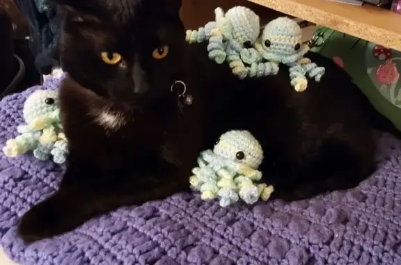 Lost and found pets , photo: Friendly Black Cat Missing in Troy