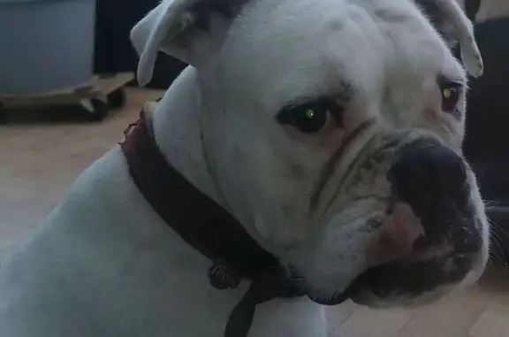 Animaux trouvés Soullans, photo: Chien boxer blanc trouvé à Soullans