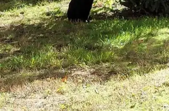 Gato encontrado Torrejon de Ardoz, foto: Gato Mayor Cojeando en Torrejón de Ardoz