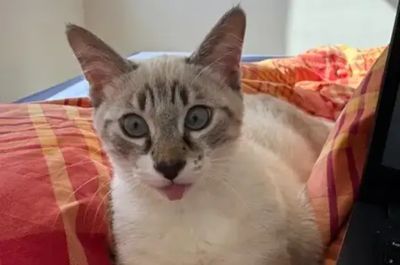 Chat perdu : Pito, blanc et gris, craintif - photo