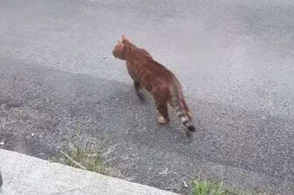 Chat trouvé , photo: Chat très câlin trouvé à Saint-Maixent