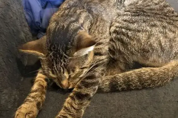 Lost Friendly Tabby Near Bathurst St, Toronto
