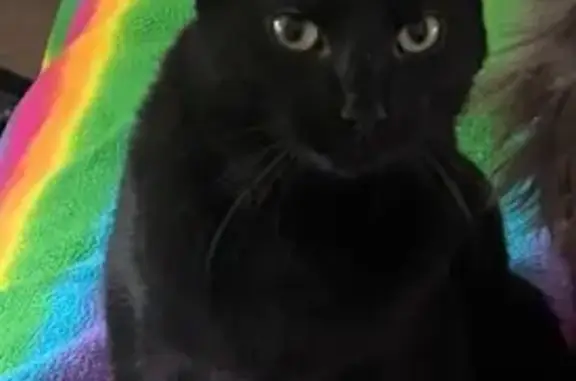 Lost: Small Black Cat in Dublin Area