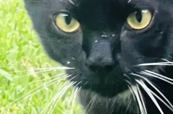 Lost and found pets , photo: Lost Tuxedo Cat: SE 22nd Ave, Help!