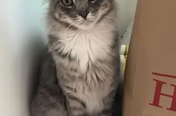 Lost and found pets , photo: Lost Friendly Fluffy Cat in Queens