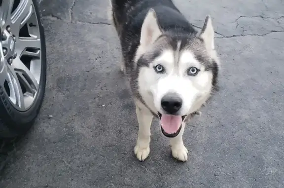 Lost and found pets , photo: Lost Male Husky in Bloom Township, IL