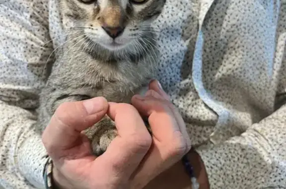 Chat trouvé Montauban, photo: Chaton gris tigré trouvé à Montauban