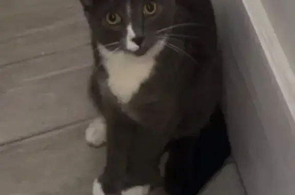 Help Find Duke: Missing Sweet Gray Cat
