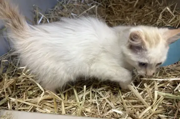 Lost and found pets West Jordan, photo: Found Male Kitten: White & Tan in West Jordan
