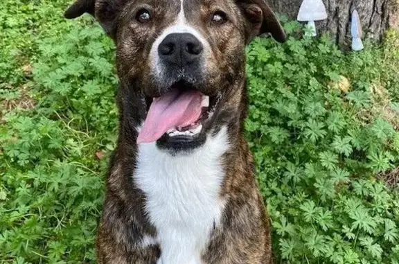 Lost Boxer-Greyhound Mix in Panther Creek