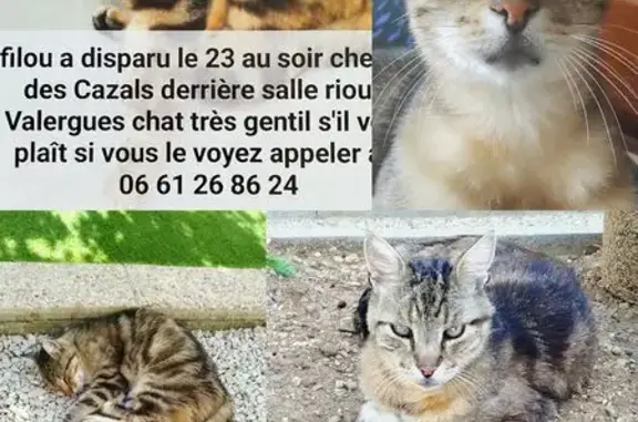 Chat tigré perdu à Valergues - photo