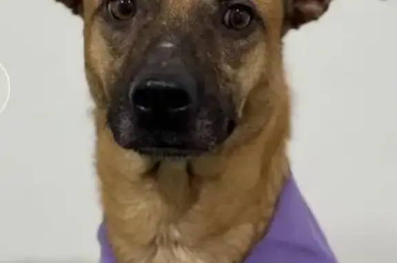 Missing dog , photo: Lost Dog: Yellow-Brown, Black Muzzle