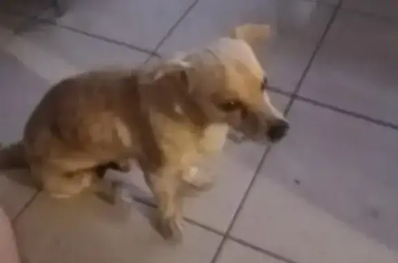 Perro Chihuahua Beige Perdido en Santa Catarina