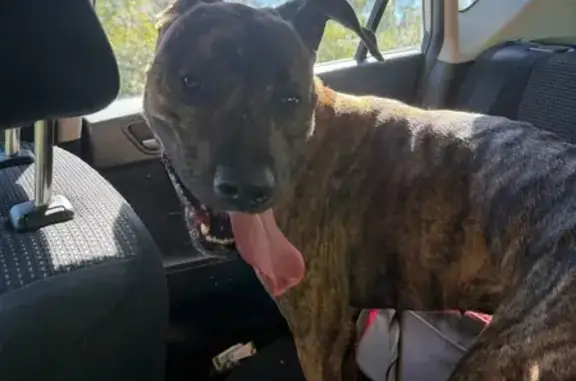 Sweet Lost Pup Found in Darby...
