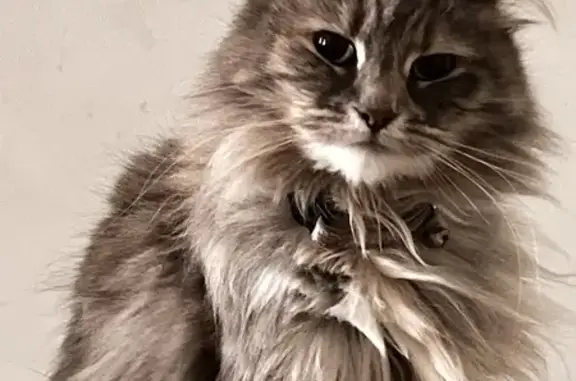 Lost and found pets , photo: Lost Gray Cat with Unique Spotting