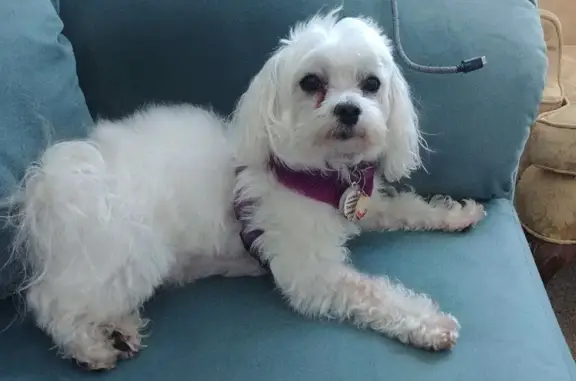 Lost and found pets , photo: Lost White Dog in Tacoma - Help Needed!