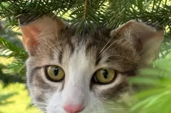 Chat perdu, La Clusaz, photo: Chat mâle blanc dodu perdu à La Clusaz