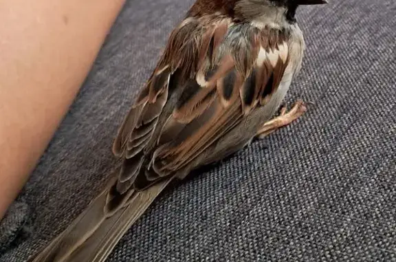 Gorrión Improntado Perdido en Vital Aza
