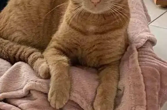Chat perdu, Treize-Septiers, photo: Chat roux perdu à Montaigu-Vendée