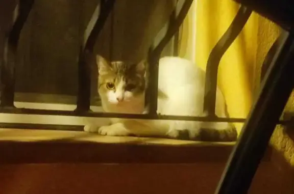 Gatos perdidos, , foto: Gato Perdido en Parla: Mancha en Cara y Cola