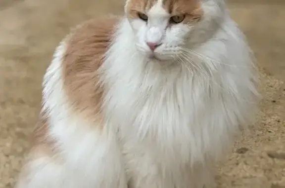 Perdu : Maine Coon blanc/crème à St-Drézéry - photo