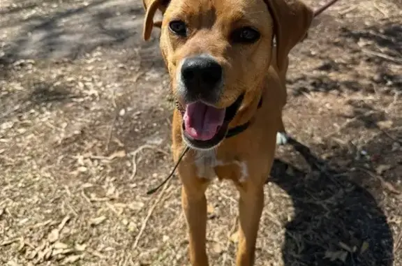 Lost Tan Dog: Friendly, White Paws
