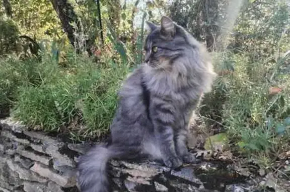 Animaux perdus L'Isle-d'Abeau, photo: Chat sibérien gris perdu à L'Isle-d'Abeau
