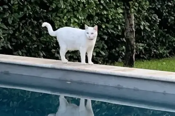 Animaux perdus Aix-en-Provence, photo: Chat blanc sourd perdu, collier rouge