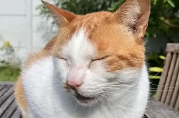 Lost Ginger & White Cat: Milner Rd, CT