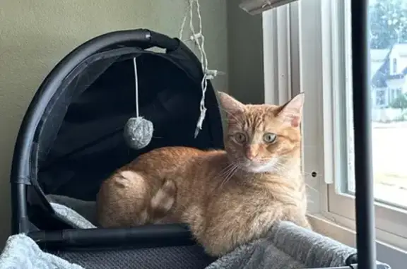 Lost Orange Cat: Friendly but Skittish