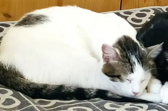 ¡Gato Perdido! Blanco con Manchas Grises