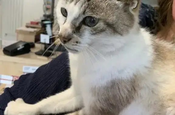 Animaux trouvés , photo: Chat trouvé à Albas : maigre, sourd, affectueux