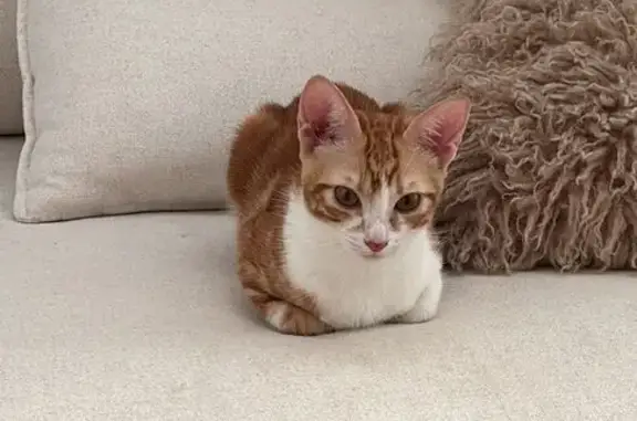 Gato encontrado Fuengirola, foto: Joven Gato Cariñoso Busca Hogar en Fuengirola