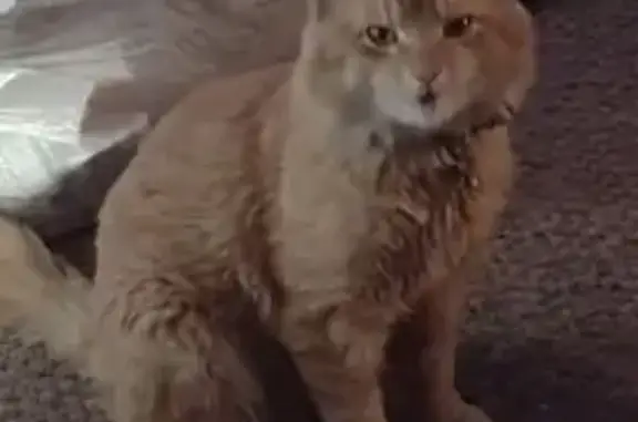 Lost and found pets Bend, photo: Lost Cat: Creamy Orange, Extra Toes