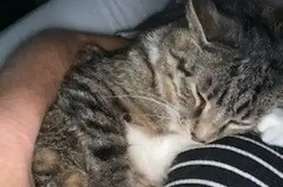 Lost: Black & White Cat, White Paws, Lakeville