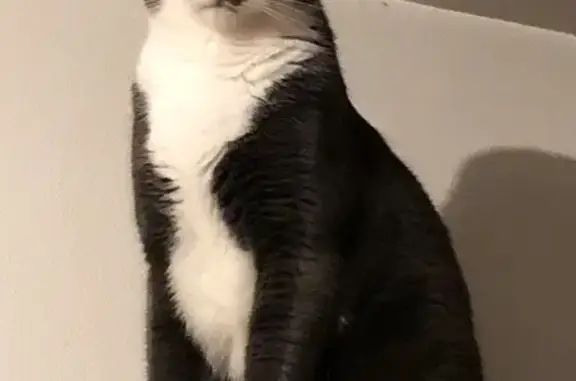 Chat gris foncé perdu à La Chapelle-sur-Erdre - photo