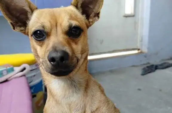 Perro Perdido: Café Claro con Manchita