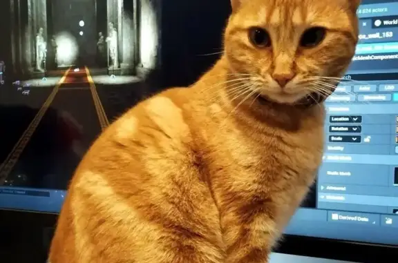 Gata Perdida en Cerro Gordo, Alcalá de Guadaíra