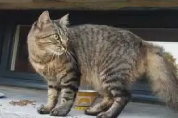 Chat trouvé , photo: Chatte sociable trouvée à Soudan
