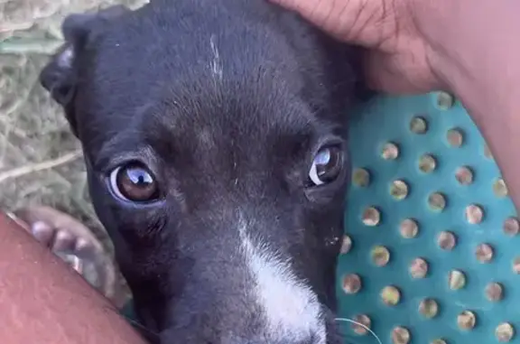 Missing Pit Bull Puppy in Hattiesburg