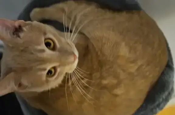 Lost Orange Tabby: Blue Collar, Ohio Ave