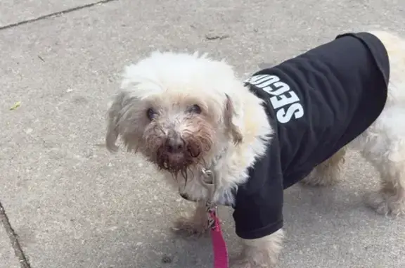 Lost and found pets Chicago, photo: Lost & Found: White Dog on Division St.
