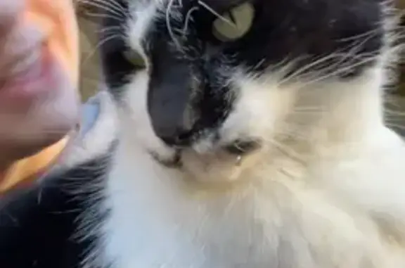 Lost Cat: Unique Black & White in Westminster